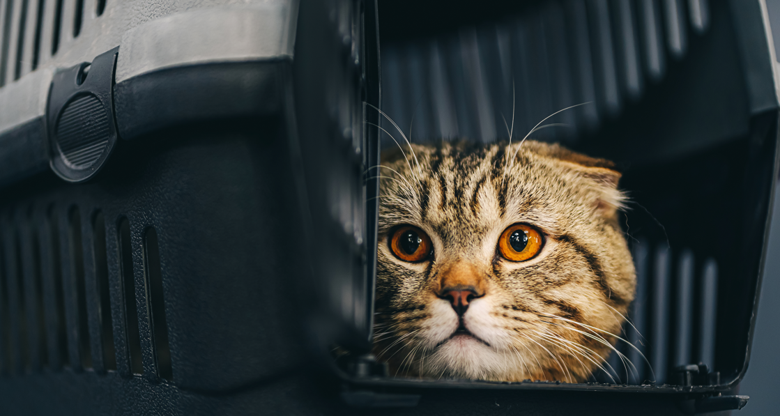 Comment habituer un chat à sa cage de transport